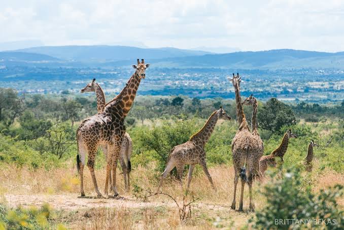 Kruger National Park Safari